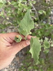 Abutilon abutiloides