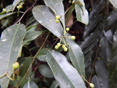 Phyllonoma ruscifolia