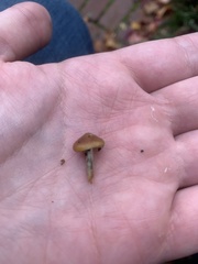 Psilocybe