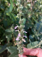 Teucrium vesicarium
