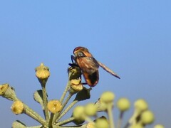 Phasia aurigera