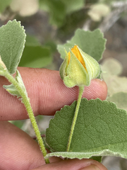 Abutilon abutiloides