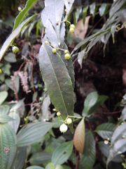 Phyllonoma ruscifolia