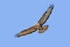 Buteo japonicus