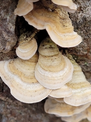 Stereum subtomentosum