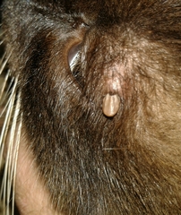 Ixodidae