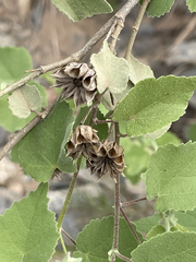 Abutilon abutiloides