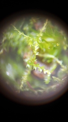 Cephalozia bicuspidata