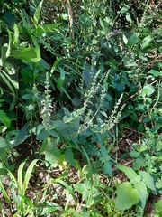 Teucrium vesicarium
