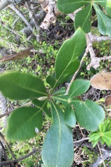 Cussonia thyrsiflora
