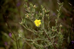 Hibbertia obtusifolia