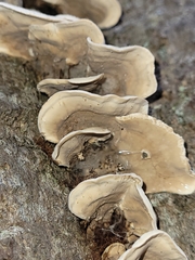 Stereum subtomentosum