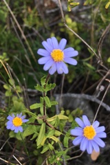 Felicia aethiopica