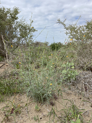 Eulobus crassifolius
