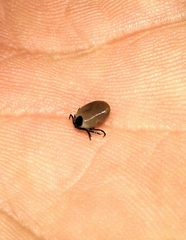 Ixodidae