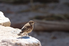 Cinclodes albiventris