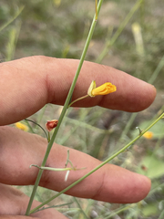 Eulobus crassifolius