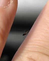 Microlinyphia pusilla