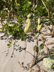 Albuca