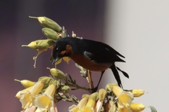 Diglossa brunneiventris