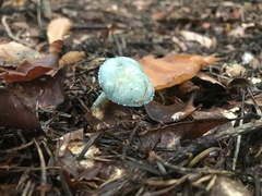 Stropharia aeruginosa