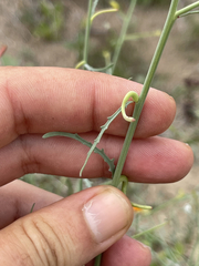Eulobus crassifolius