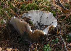 Fungi