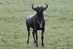 Connochaetes taurinus mearnsi