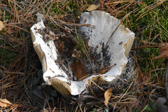 Fungi