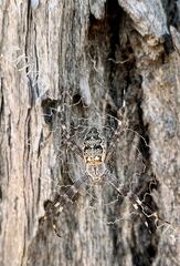 Argiope mascordi