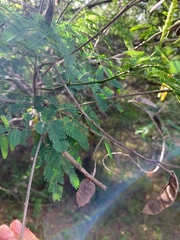 Senegalia bonariensis