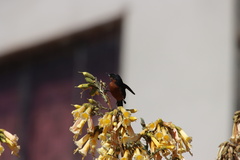 Diglossa brunneiventris