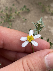 Coreocarpus parthenioides parthenioides