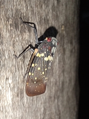 Acraephia perspicillata