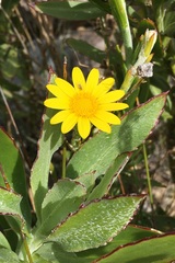 Osteospermum junceum