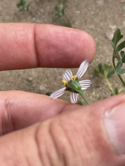 Coreocarpus parthenioides parthenioides