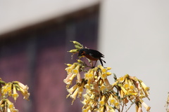 Diglossa brunneiventris