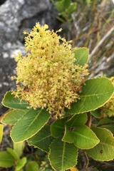 Laurophyllus capensis