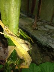 Dasychira chekiangensis