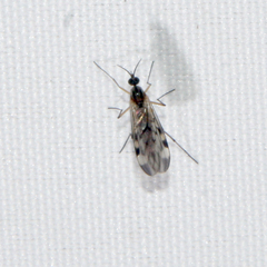 Sylvicola fenestralis