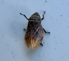 Lepyronia angulifera