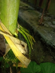 Dasychira chekiangensis