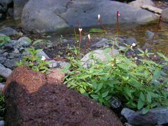 Epilobium anagallidifolium