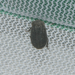 Trox scaber