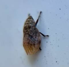 Lepyronia angulifera