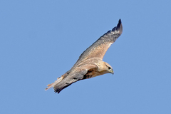 Buteo japonicus