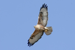 Buteo japonicus