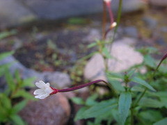 Epilobium anagallidifolium