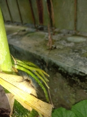 Dasychira chekiangensis