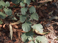 Malvella leprosa